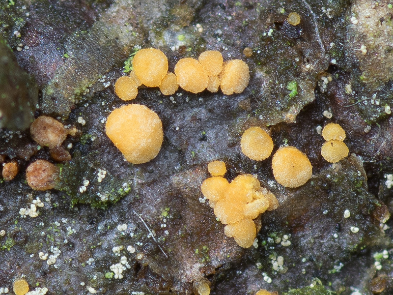 Pezicula eucrita